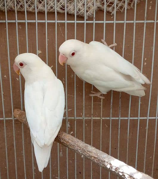 red hod, silver hod,and Albino red eyes pairs 4