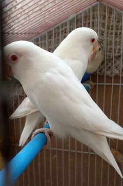 red hod, silver hod,and Albino red eyes pairs