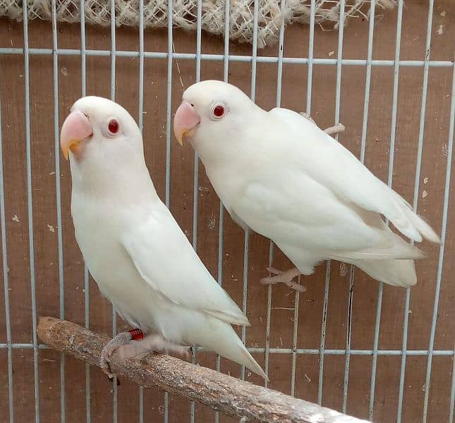 red hod, silver hod,and Albino red eyes pairs 6