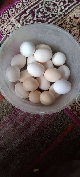 Desi eggs Available testi and pure 0