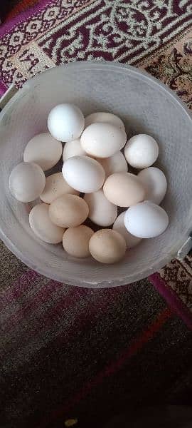 Desi eggs Available testi and pure 1