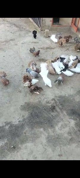 Pigeons(Kabooter) 0