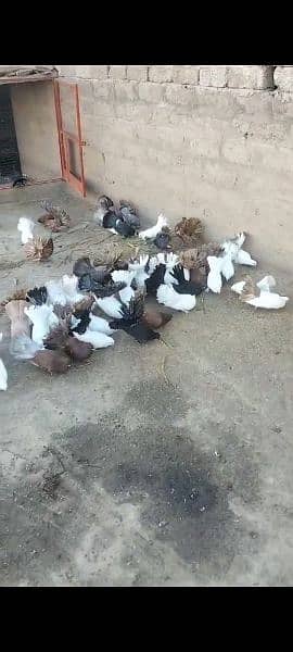 Pigeons(Kabooter) 1