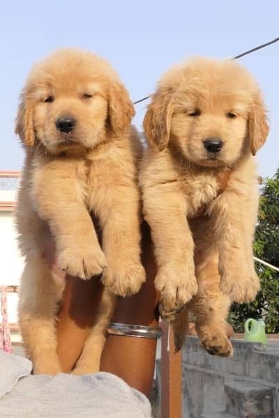 Golden retriever puppies are available for sale pedigree 0