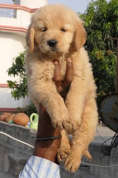 Golden retriever puppies are available for sale pedigree 2