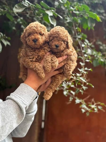 Toy poodle Importerd puppies available for sale 2