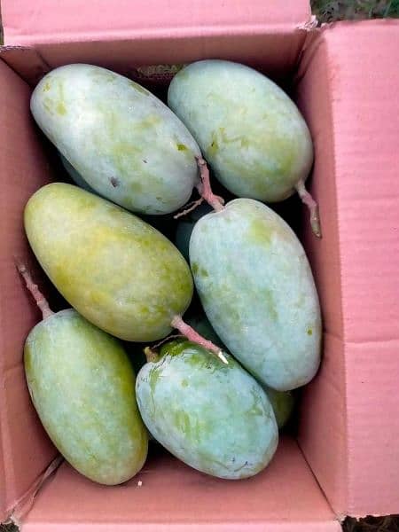 Chaunsa mangoes 2