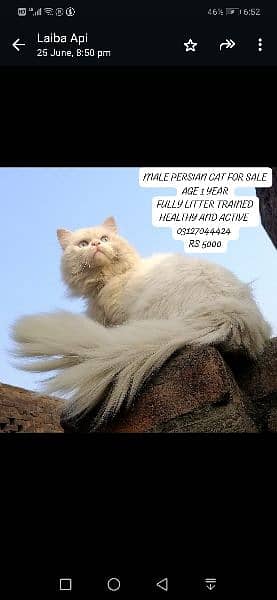 Persian male cats healthy and active 0