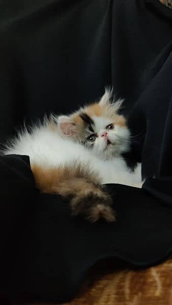 peki piki peke | van calico | female Persian kitten 0