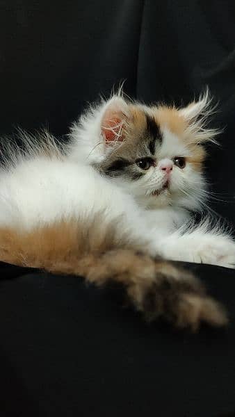 peki piki peke | van calico | female Persian kitten 1
