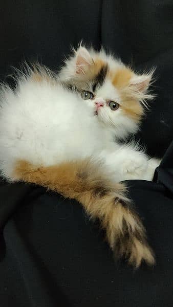 peki piki peke | van calico | female Persian kitten 2