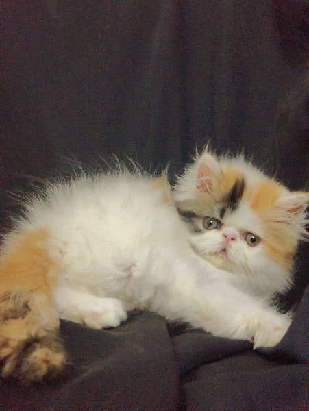 peki piki peke | van calico | female Persian kitten 3