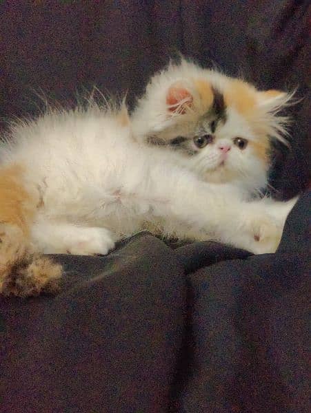 peki piki peke | van calico | female Persian kitten 4