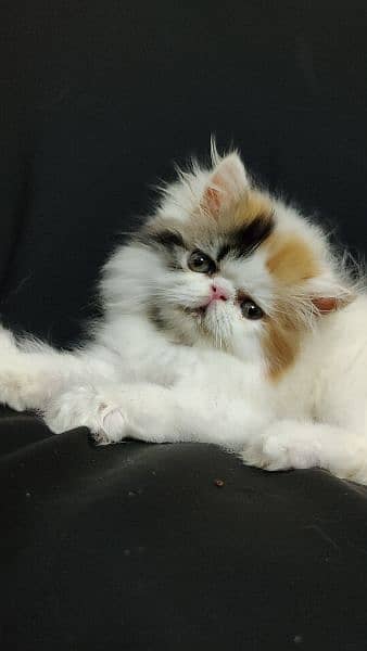 peki piki peke | van calico | female Persian kitten 5