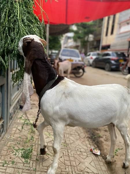 kamori aur gulabi nasal ki bakri 3