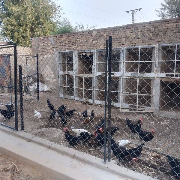 black Australorp 3