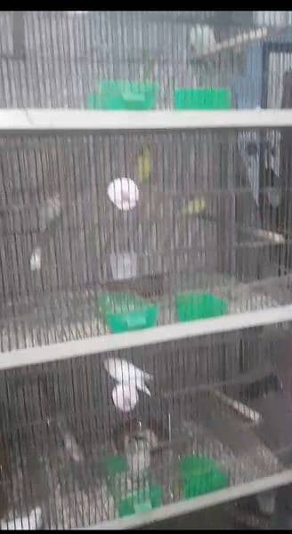 lovebirds java dove finch and parrot cage iorn and wooden 4
