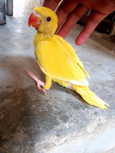 yellow Chick. sunconor male. . bareder pair. 03414674896 whtsap 0