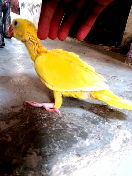 yellow Chick. sunconor male. . bareder pair. 03414674896 whtsap 1