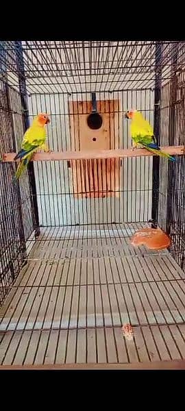 yellow Chick. sunconor male. . bareder pair. 03414674896 whtsap 2