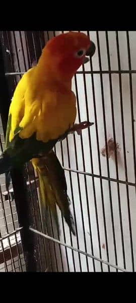 yellow Chick. sunconor male. . bareder pair. 03414674896 whtsap 4