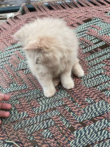 persian kitten 5