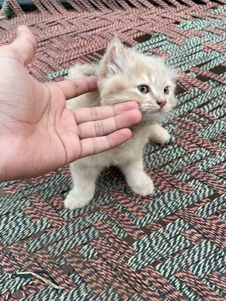 persian kitten 7