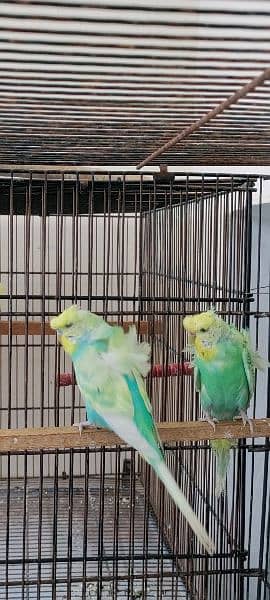 Hogoromos Breeder Pairs with Cages and Box 4