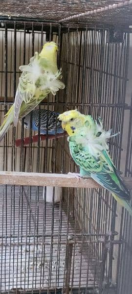 Hogoromos Breeder Pairs with Cages and Box 5