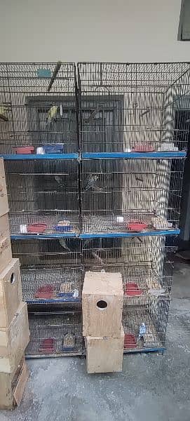 Hogoromos Breeder Pairs with Cages and Box 11