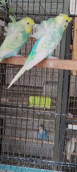 Hogoromos Breeder Pairs with Cages and Box 14