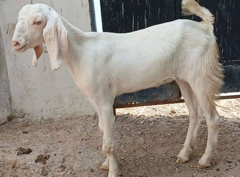 Read Full Ad Gulabi Goat kids male female 3