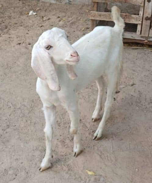 Read Full Ad Gulabi Goat kids male female 5