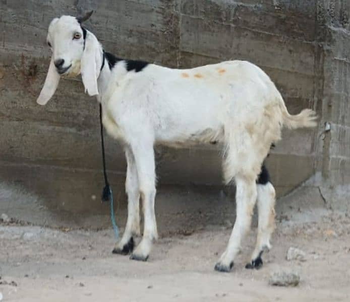 Read Full Ad Gulabi Goat kids male female 8