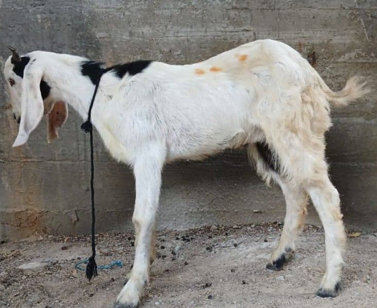 Read Full Ad Gulabi Goat kids male female 9