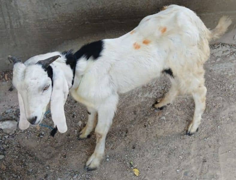 Read Full Ad Gulabi Goat kids male female 10