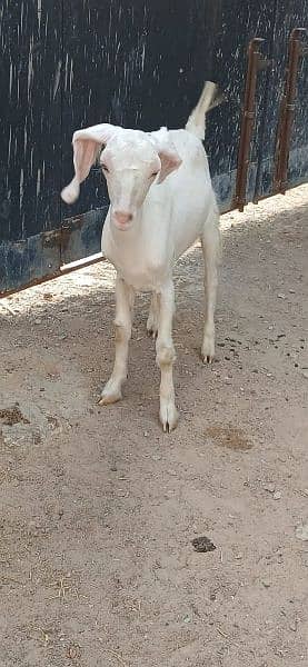 Read Full Ad Gulabi Goat kids male female 12