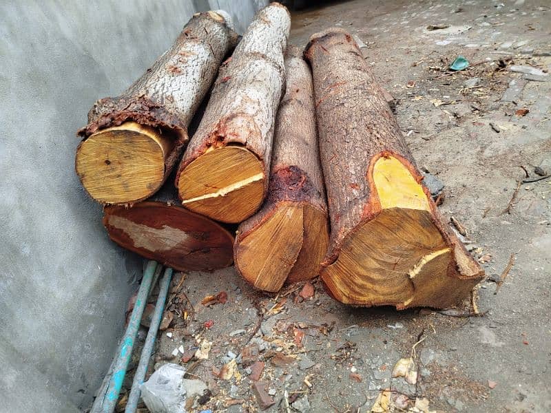 Sumbal Tree & Dharakh wood foor urgent sale 0