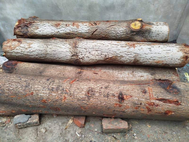 Sumbal Tree & Dharakh wood foor urgent sale 1