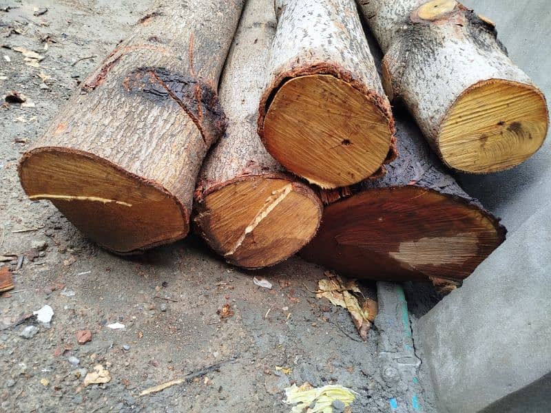 Sumbal Tree & Dharakh wood foor urgent sale 2