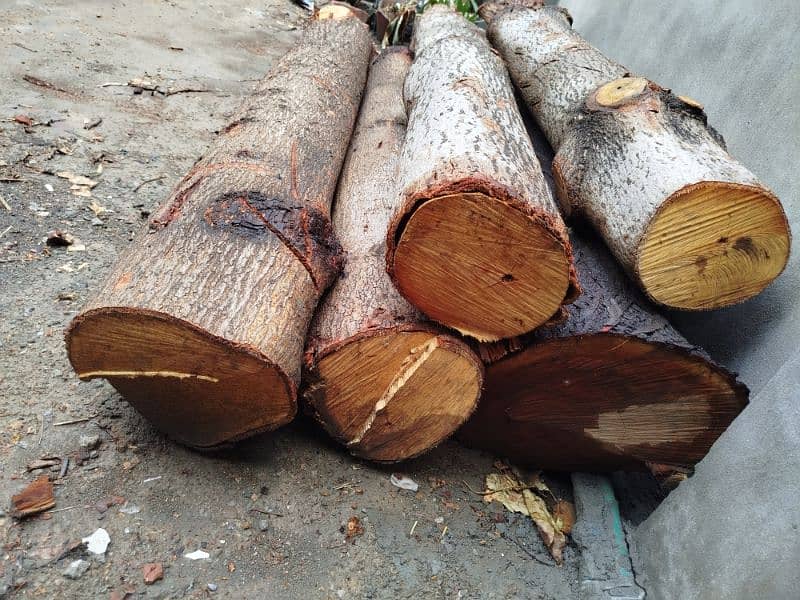 Sumbal Tree & Dharakh wood foor urgent sale 3