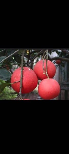 Exotic fruit plants 4