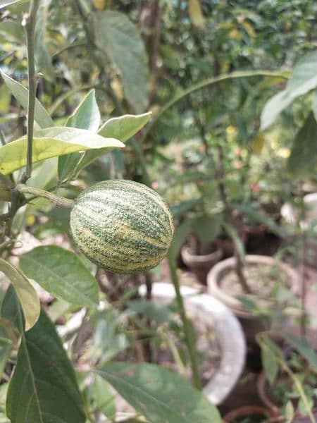 Exotic fruit plants 10