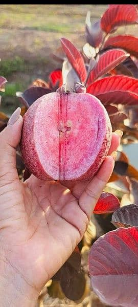 Exotic fruit plants 11