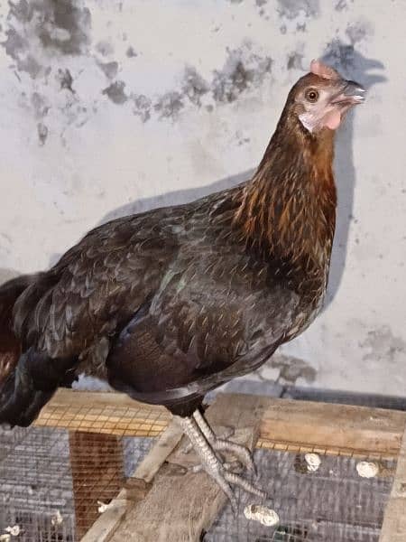 1 male 6 female 5 chicks Contact Number : 03060146737 0