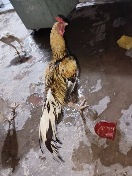 1 male 6 female 5 chicks Contact Number : 03060146737 3