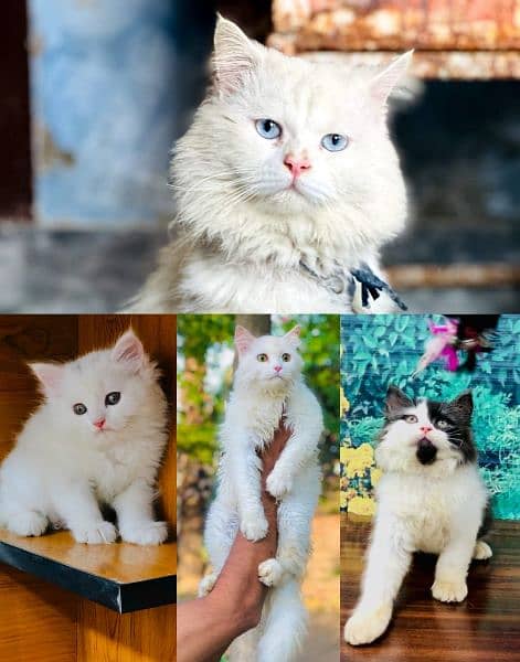 parshion punch face triple Cote kitten cat male and female 0
