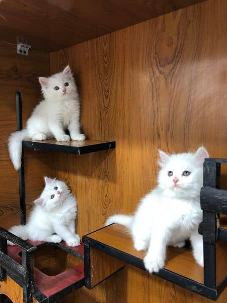 parshion punch face triple Cote kitten cat male and female 12