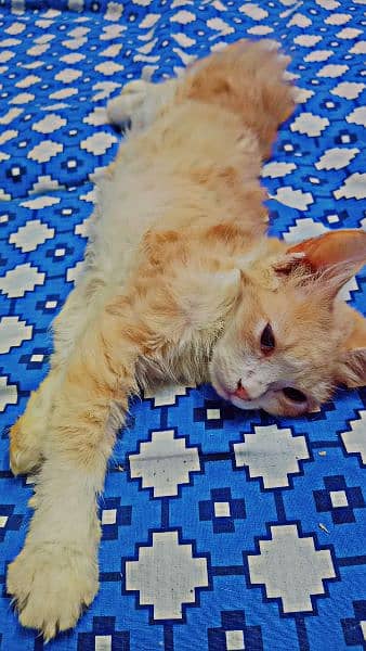 Persian kittens cat for sell 3