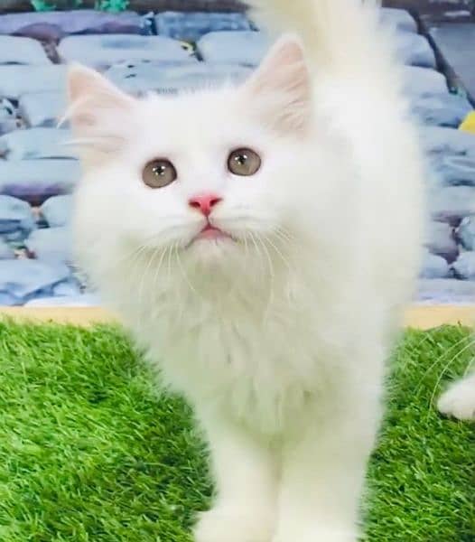 Persian Punch face triple coat cat Kitten 3